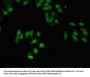 SUMO3 Antibody