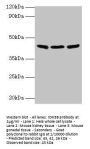 IDH3B Antibody