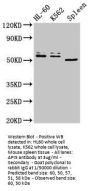 API5 Antibody