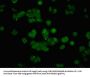 API5 Antibody