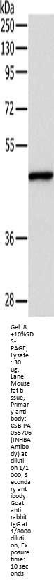 INHBA Antibody