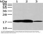 VAMP2 Antibody