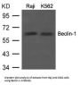 BECN1 Antibody