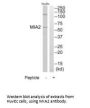 MIA2 Antibody