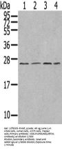 UBTD1 Antibody