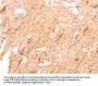 INA Antibody