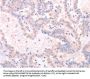 INA Antibody