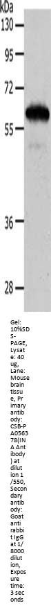 INA Antibody