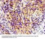 HINT1 Antibody