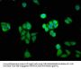 HINT1 Antibody