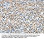 BAG3 Antibody