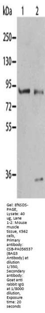 BAG3 Antibody
