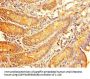 ALDOC Antibody