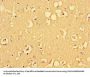 ALDOC Antibody