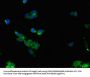 ALDOC Antibody