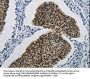 DDB1 Antibody