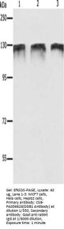 DDB1 Antibody