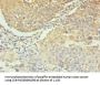 CASP3 Antibody