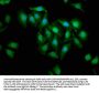 CASP3 Antibody