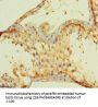 AGRP Antibody