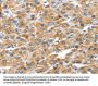 GZMK Antibody