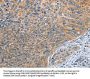 SPIRE2 Antibody