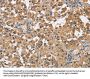 SPIRE2 Antibody