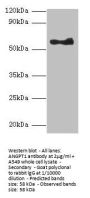 ANGPT1 Antibody