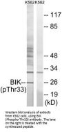 Phospho-BIK (Thr33) Antibody