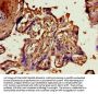 ANGPT2 Antibody