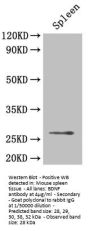 BDNF Antibody