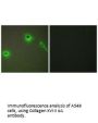 COL18A1 Antibody