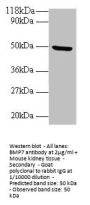 BMP7 Antibody