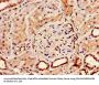 BMP7 Antibody