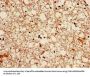 BMP7 Antibody