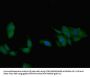 BMP7 Antibody