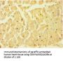 CASP1 Antibody