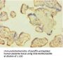 CASP1 Antibody