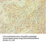 CASP1 Antibody
