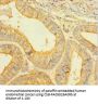 CASP1 Antibody