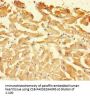 CASP1 Antibody
