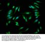 CASP1 Antibody