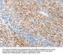 THY1 Antibody