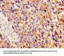 CCL2 Antibody