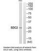SDC2 Antibody