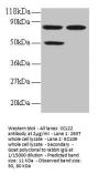 CCL22 Antibody