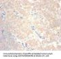 CCL24 Antibody