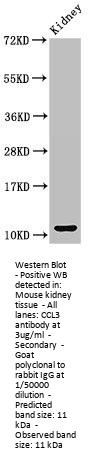 CCL3 Antibody