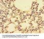 CCL4 Antibody