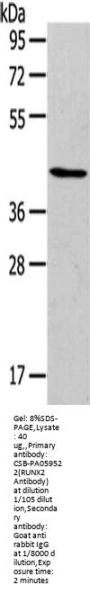 RUNX2 Antibody
